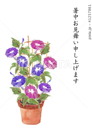暑中お見舞いハガキ 鉢植え朝顔 41257861