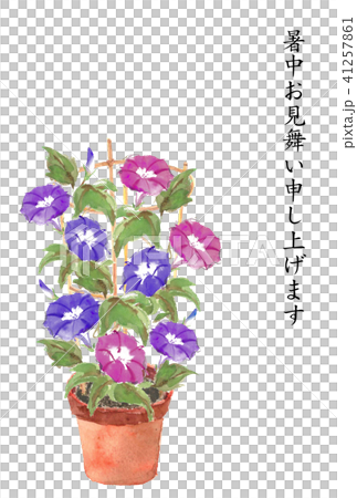 暑中お見舞いハガキ 鉢植え朝顔 41257861