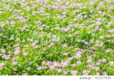 Brachycome flower group 41257935