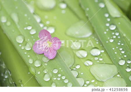 葉っぱに水滴とピンクの花 葉っぱに水滴とピンクの花 41258656