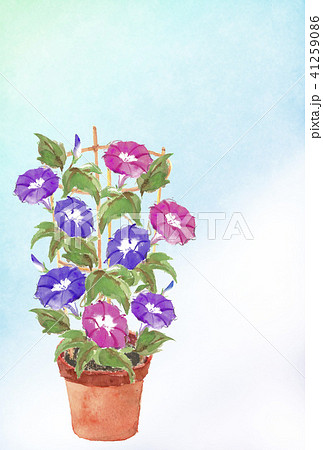 暑中見舞い はがき 鉢植朝顔 文字なし 41259086