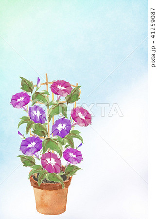 暑中見舞い はがき 鉢植朝顔 文字なし 41259087