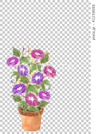 暑中見舞い はがき 鉢植朝顔 文字なし 41259088