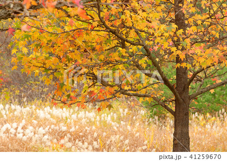 里山の秋 里山の秋 41259670
