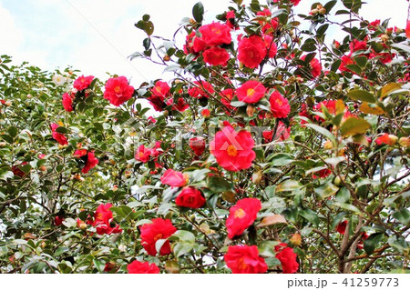 ＊　ツバキ　＊　椿　＊　つばき　＊　THUBAKI　＊　 41259773