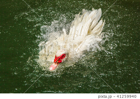 duck swimming duck swimming 41259940