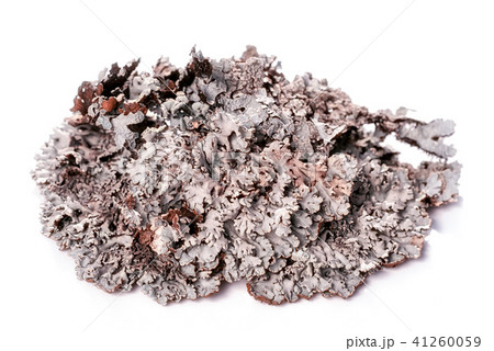 Tree moss blue branched lichen isolated on white Tree moss blue branched lichen isolated on white 41260059