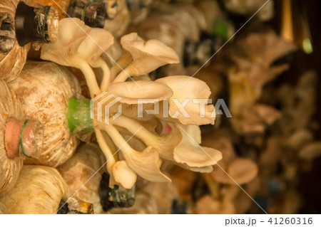 white mushroom white mushroom 41260316