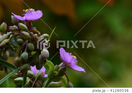 ムラサキツユクサの花 ムラサキツユクサの花 41260536