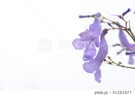 ジャカランタ 41261077