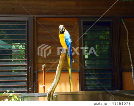 ルリコンゴインコ 41261078