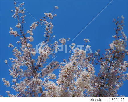 桜 41261195