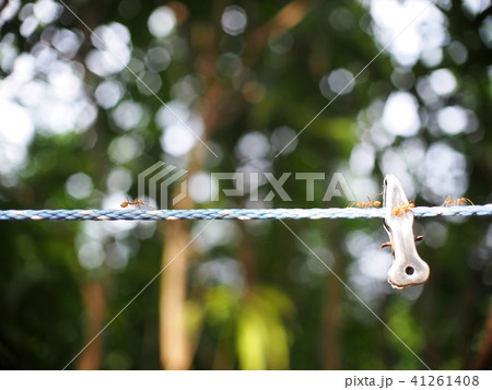 clothes pin hanging outdoor in a home garden yard  41261408