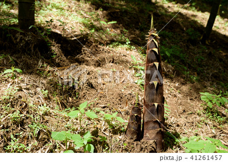 簡単なコツ タケノコの掘りかた 方法 たけのこ掘りの道具 クワ 服装 生活情報しぼりたて