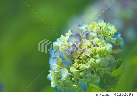 紫陽花 41262098