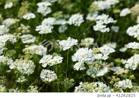 たくさんの白いオルレアの花 たくさんの白いオルレアの花 41262825