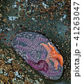 Starfish at Low Tide, Pacific North West, USA 41263047