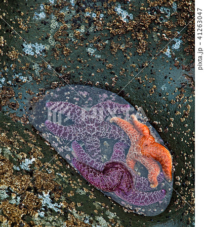 Starfish at Low Tide, Pacific North West, USA 41263047