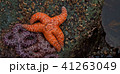 Starfish at Low Tide, Rialto Beach, Oregon 41263049