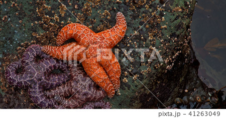 Starfish at Low Tide, Rialto Beach, Oregon 41263049