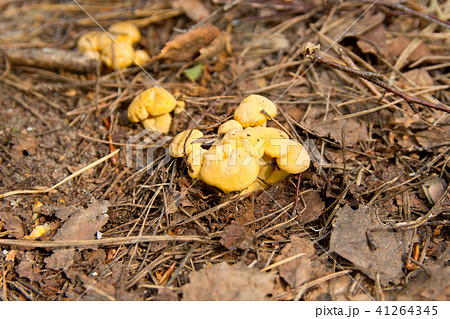 small chanterelles in the forest in late spring. small chanterelles in the forest in late spring. 41264345