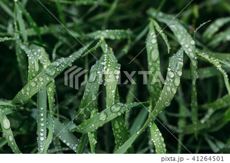Fresh green grass with dew drops close up. Water driops on the fresh grass after rain. Light morning 41264501