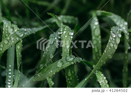 Fresh green grass with dew drops close up. Water driops on the fresh grass after rain. Light morning Fresh green grass with dew drops close up. Water driops on the fresh grass after rain. Light morning 41264502