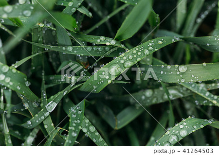 Fresh green grass with dew drops close up. Water driops on the fresh grass after rain. Light morning Fresh green grass with dew drops close up. Water driops on the fresh grass after rain. Light morning 41264503