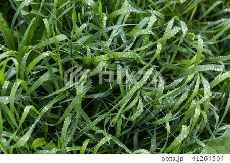 Fresh green grass with dew drops close up. Water driops on the fresh grass after rain. Light morning 41264504