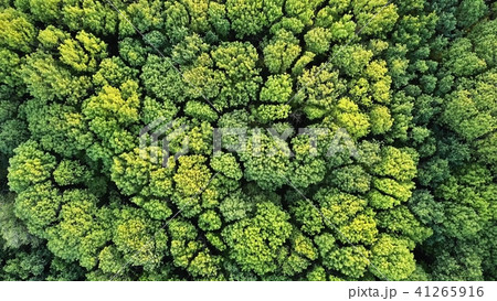 Aerial top view of green trees forest as natur background Aerial top view of green trees forest as natur background 41265916