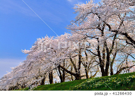 桧木内川堤の桜 桧木内川堤の桜 41266430