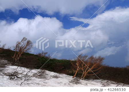 霊峰岩手山山行き　青空と雲と光と…ダケカンバ 41266530