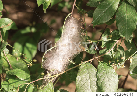 Cherry moth spiderweb on chokecherry tree Cherry moth spiderweb on chokecherry tree 41266644
