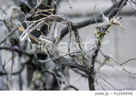 Cherry tree moth spiderweb on decay branches 41266698