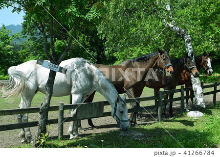 南信州の馬たち 南信州の馬たち 41266784