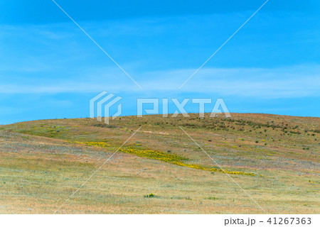 Spring landscape with blossoming flowers in field Spring landscape with blossoming flowers in field 41267363