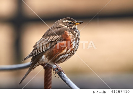 Redwing sitiin on a wire 41267410