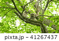 新緑の中でこちらを見ている二羽のエゾフクロウの赤ちゃん 41267437