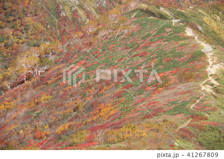 朝日連峰　大朝日岳小朝日岳　稜線の紅葉 41267809