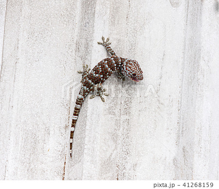 Gecko lizard climbing wall background. 41268159