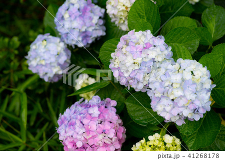 淡い色のアジサイ 色とりどり c-1 淡い色のアジサイ 色とりどり c-1 41268178