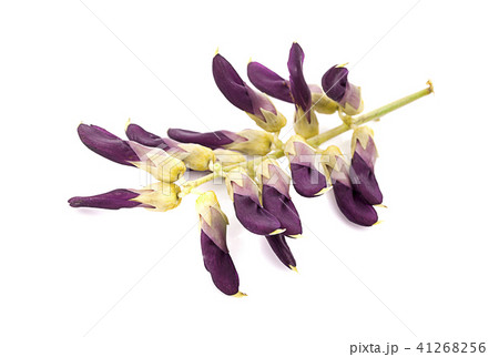 Mucuna pruriens isolated on white background 41268256