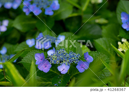青いガクアジサイ 雨に濡れる花　a 41268367