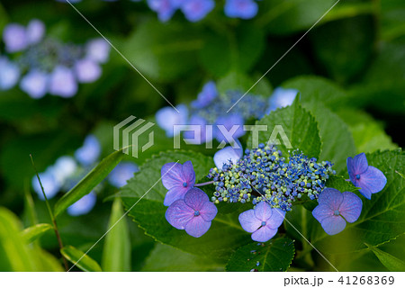 青いガクアジサイ 雨に濡れる花　c 41268369