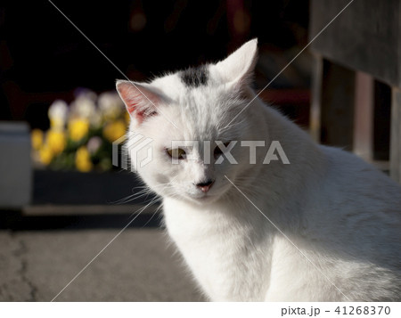 白ネコ 白ネコ 41268370
