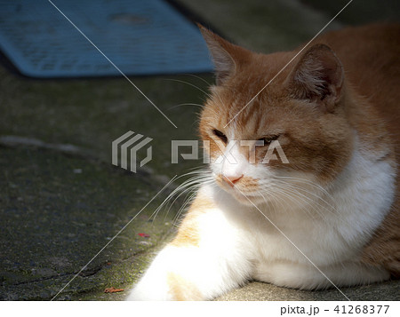 茶色のネコ 茶色のネコ 41268377
