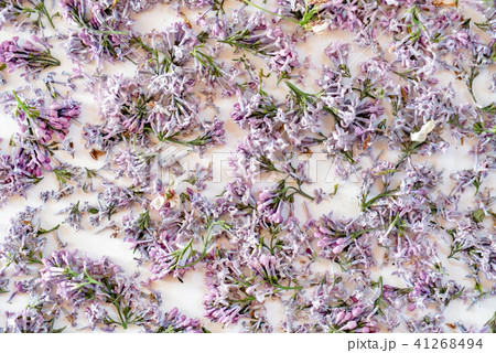 dried lilac flowers dried lilac flowers 41268494