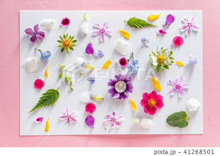 spring flowers and leaves spring flowers and leaves 41268501