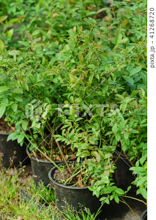 plant market plant market 41268720