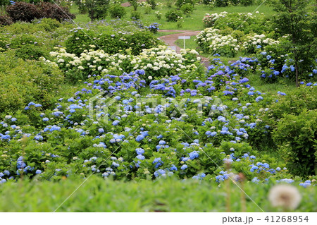荻窪公園のアジサイ（群馬県前橋市） 41268954